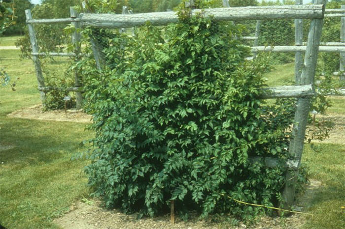 Plant photo of: Campsis radicans