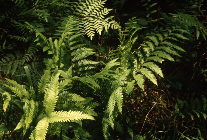 Woodwardia areolata