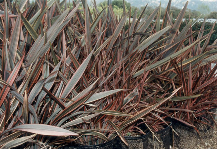 Plant photo of: Phormium 'Sundowner'