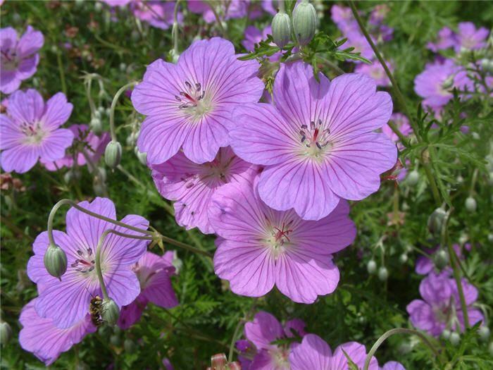 Incana Cranesbill