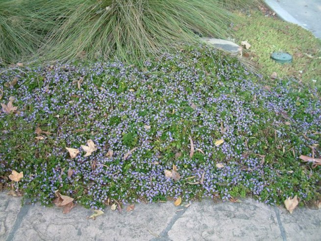 Plant photo of: Scaevola 'Mauve Clusters'