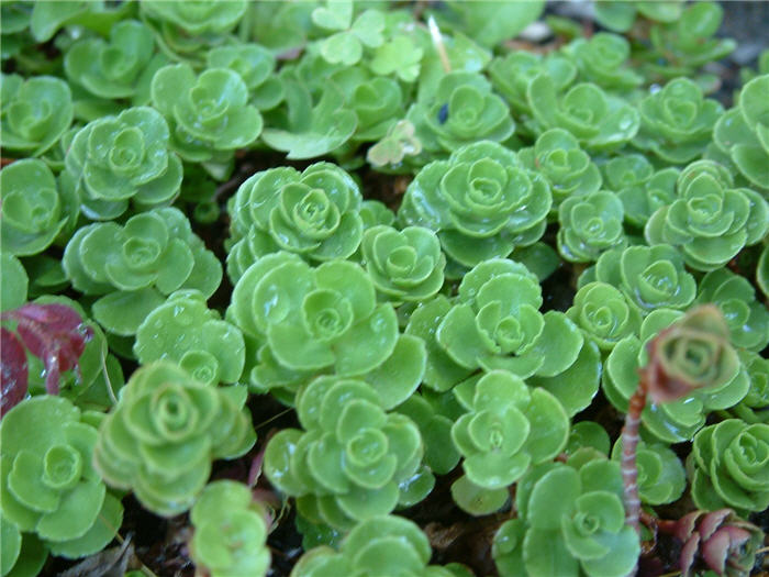 Spathe Leaved Sedum