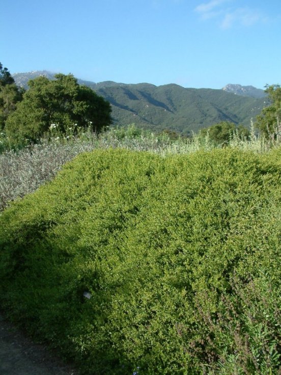 Dwarf Coyote Bush