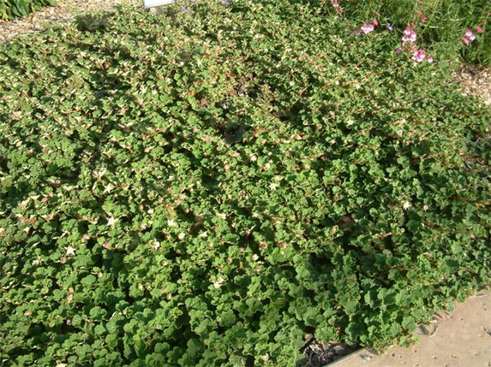 Juniperus conferta