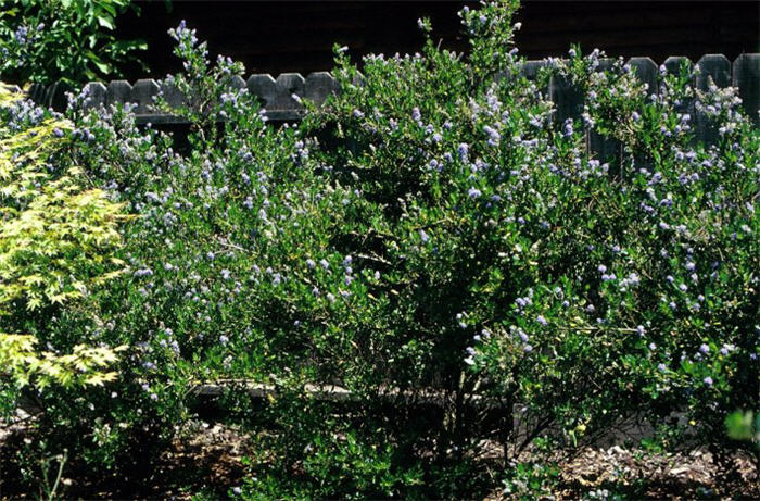 Plant photo of: Ceanothus thyrsiflorus 'Skylark'