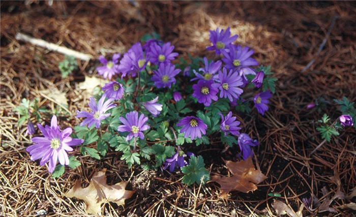 Plant photo of: Anemone blanda