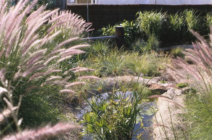 Fountain Grass