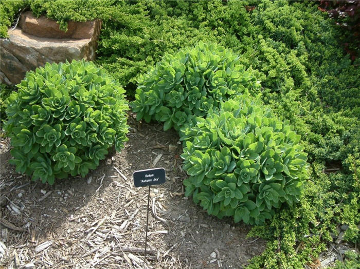 Sedum 'Autumn Joy'