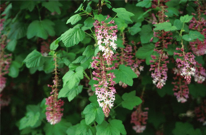 Plant photo of: Ribes sanguineum glutinosum