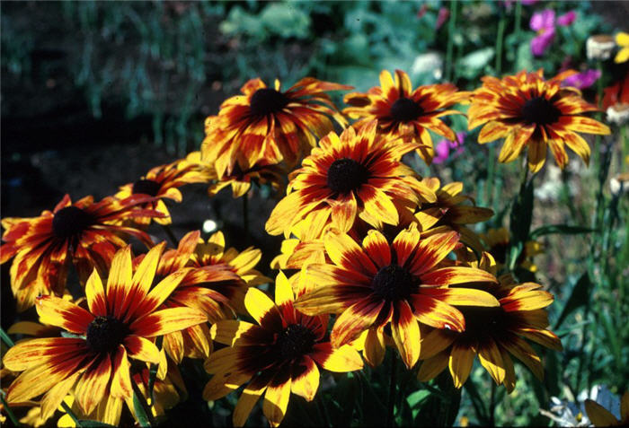 Plant photo of: Rudbeckia fulgida