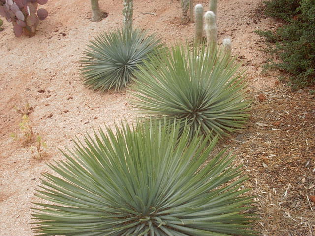 Plant photo of: Hesperoyucca whipplei