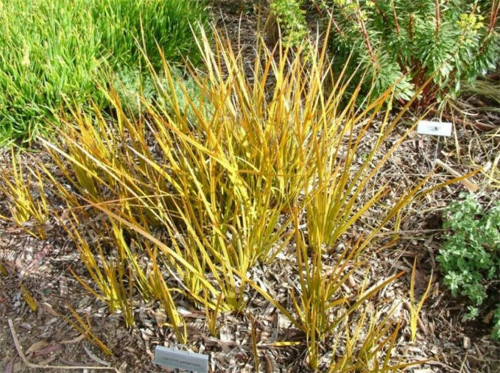 Kiwi Libertia