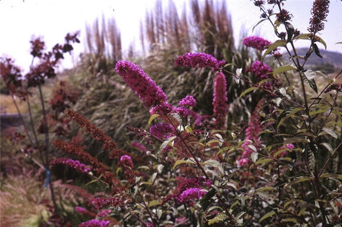 Butterfly Bush