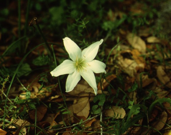 Plant photo of: Zephranthes atamasco