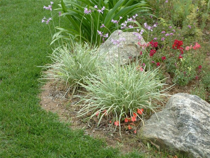 Plant photo of: Tulbaghia violacea 'Variegata'