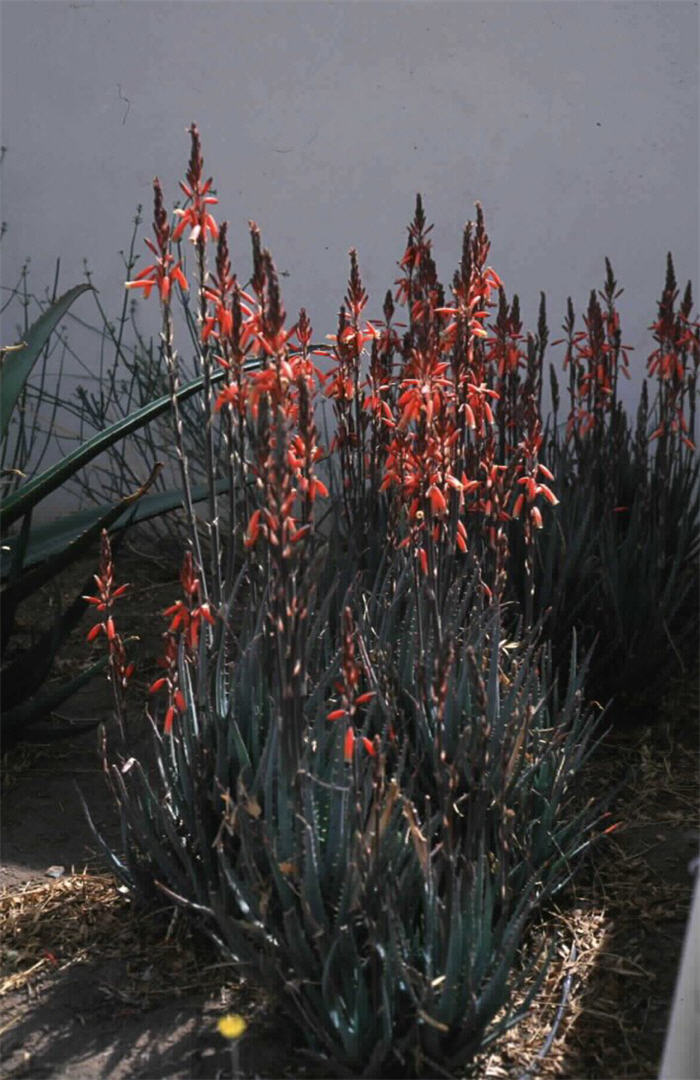 Aloe 'Blue Elf'