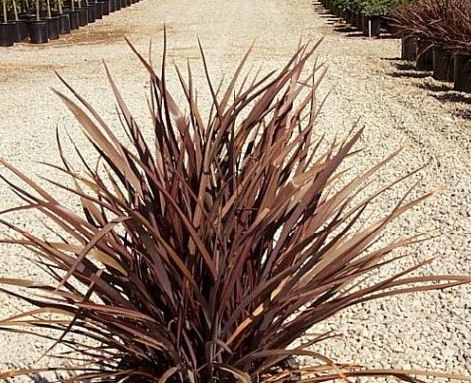 Amazing Red Flax