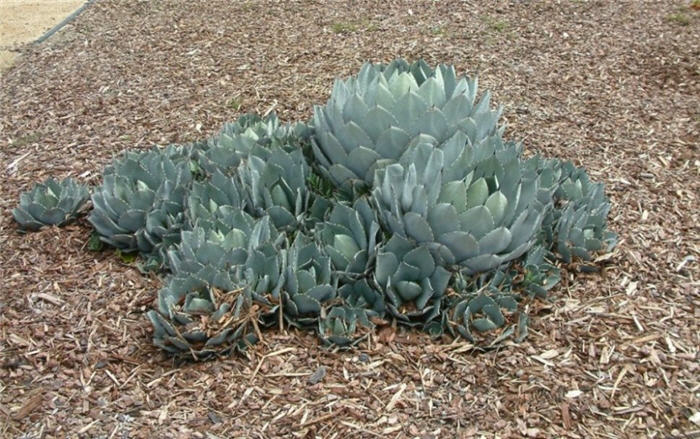 Huachuca Agave