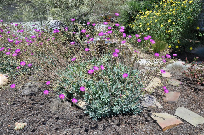 Rock Purslane