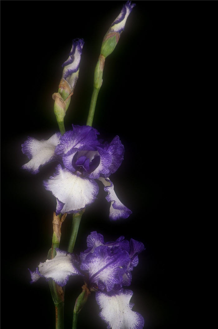 Iris bearded 'Blue Staccato'