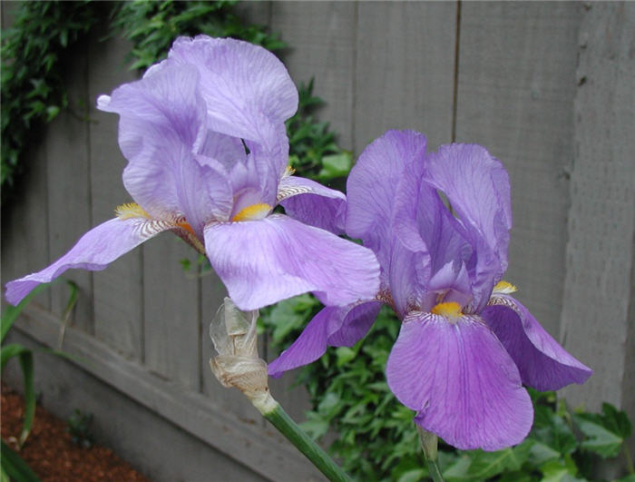 Iris bearded 'Breakers'