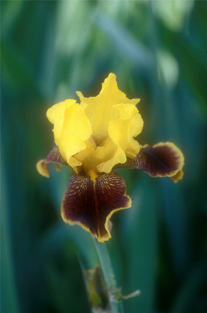 Whoop Em Up Bearded Iris