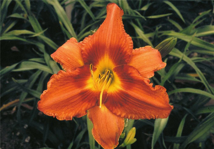 Gingerbread Man Hybrid Daylily