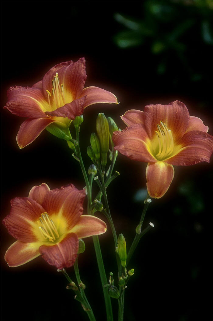 Terra Cotta Baby Daylily