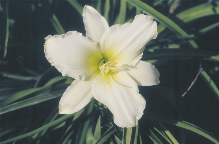 Lady Elizabeth Hybrid Daylily