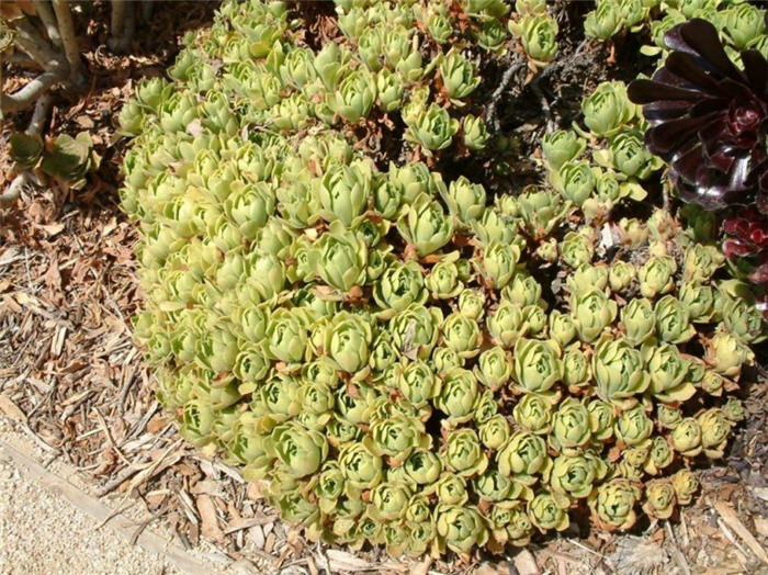 Aeonium undulatum