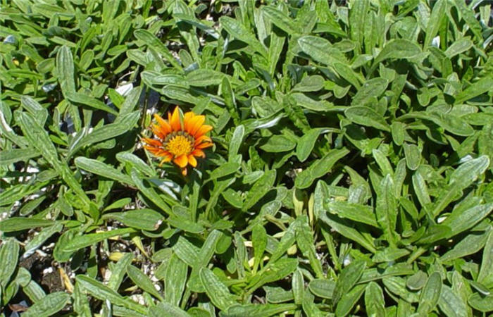 Plant photo of: Gazania 'Fiesta Red'