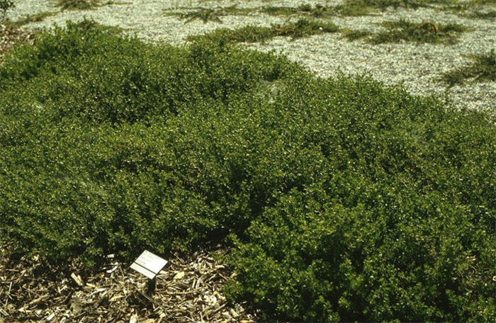 Baccharis pilularis 'Pigeon Point'