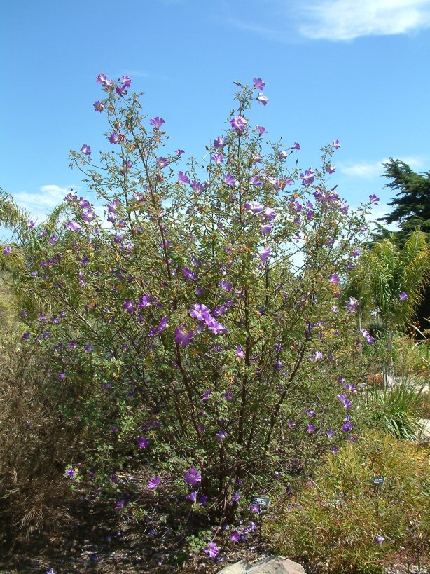 Alyogyne huegelii 'Monterey Bay'