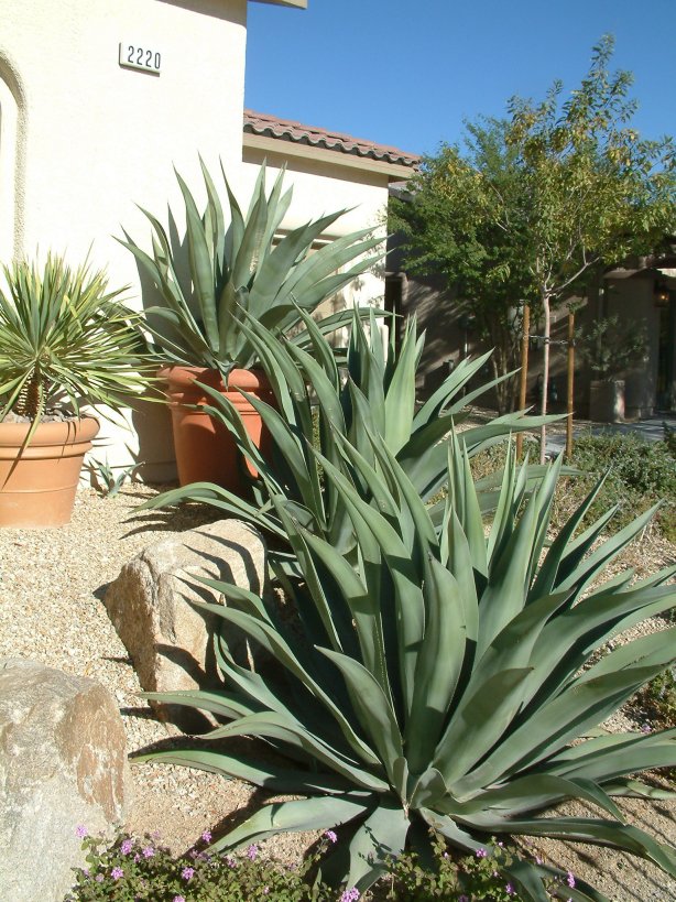 Smooth-edged Agave