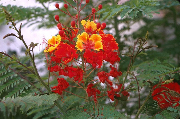 Red Bird Of Paradise, Dwarf Poincia