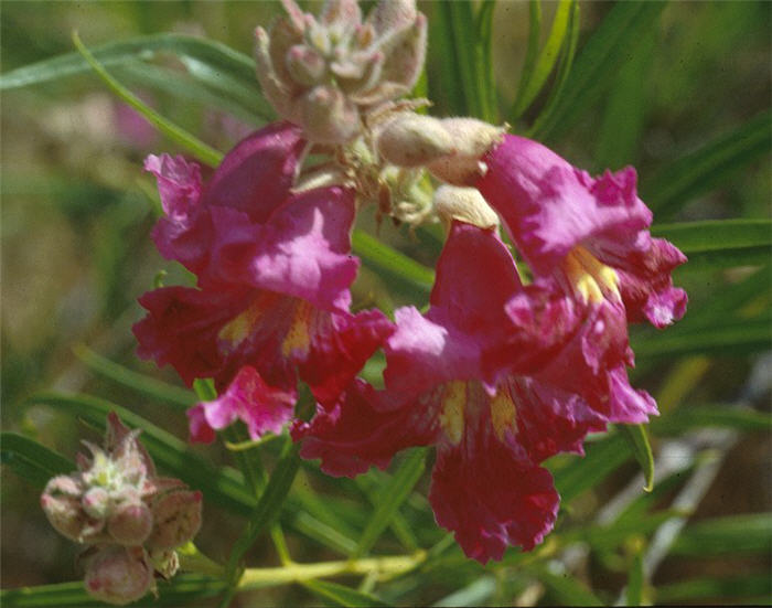 Desert Willow