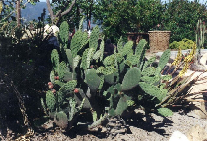 Indian Fig Prickly Pear