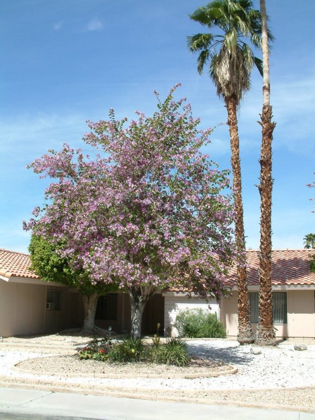 Purple Orchid Tree