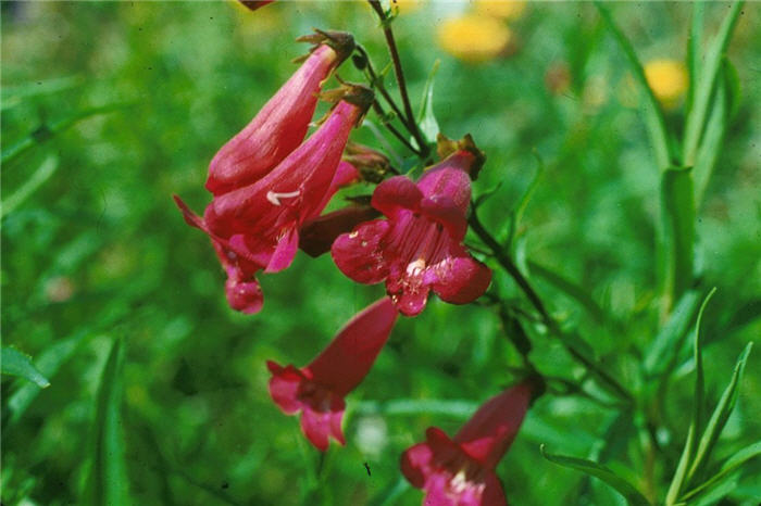 Penstemon gloxinoides 'Cherry Glo'