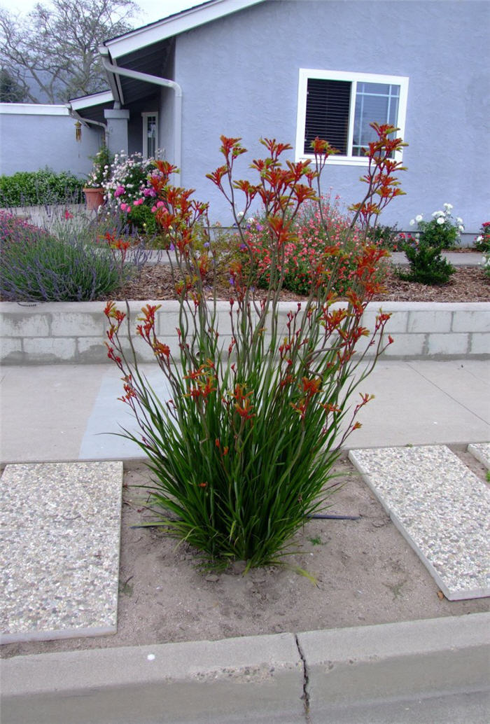 Anigozanthos 'Red Cross'