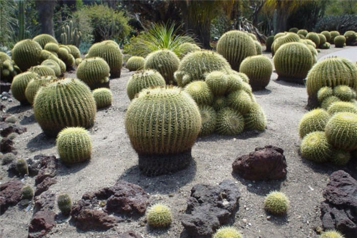 Echinocactus grusonii