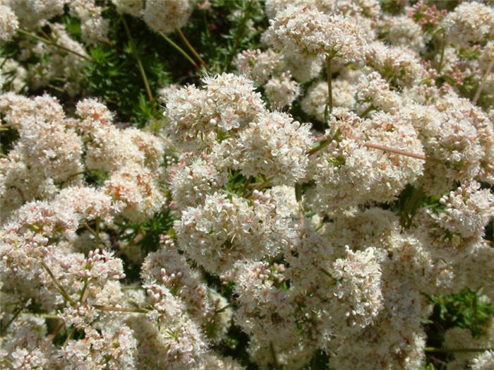 California Buckwheat