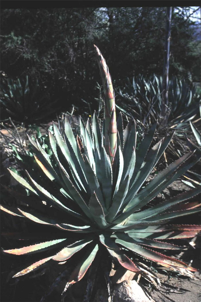 Murphy's Agave