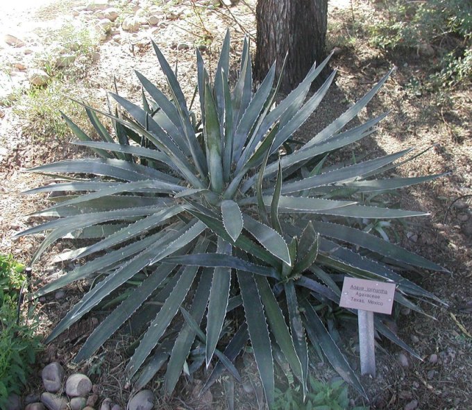 Plant photo of: Agave lophantha