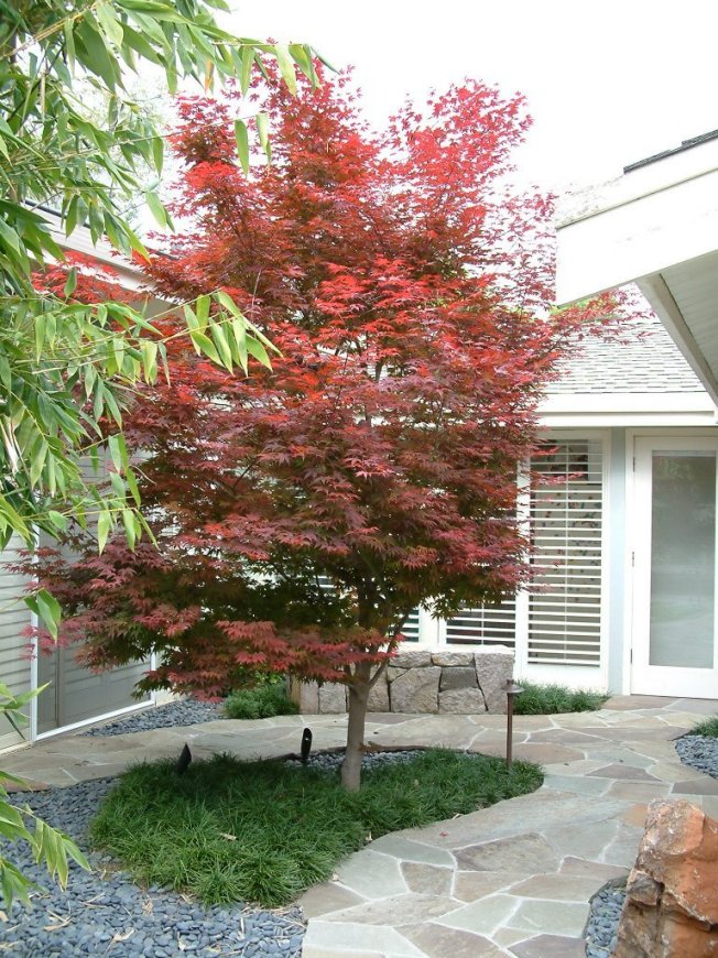 Acer palmatum 'Bloodgood'