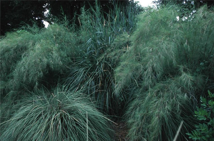 Muhlenbergia dumosa