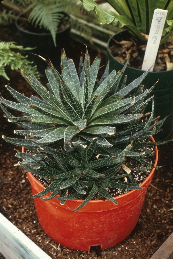 Aloe aristata