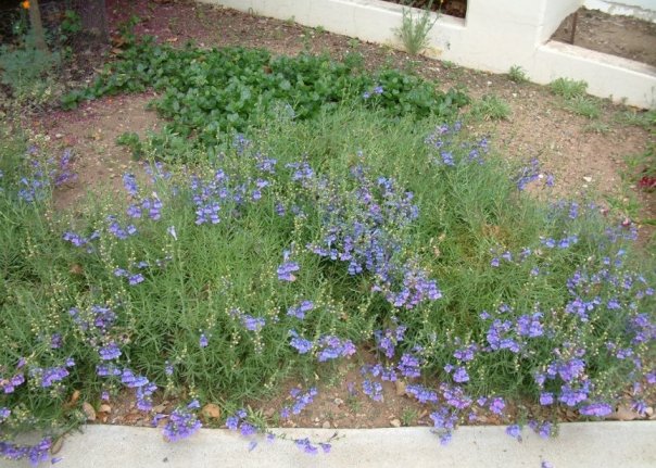 Margarita Foothill Penstemon