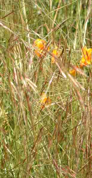 Needle Grass