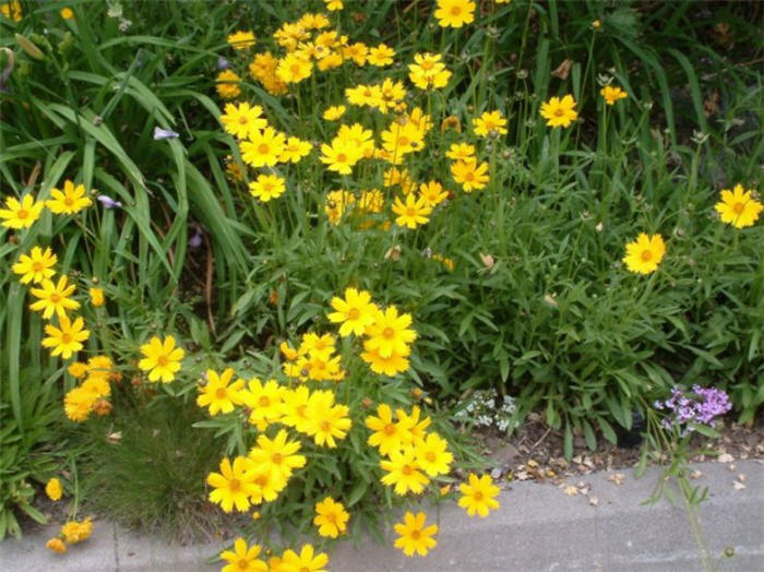 Plant photo of: Coreopsis maritima